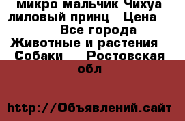 микро мальчик Чихуа лиловый принц › Цена ­ 90 - Все города Животные и растения » Собаки   . Ростовская обл.